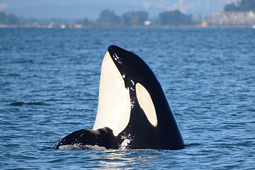 Косатки напали на яхту с отдыхавшей семьей