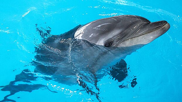 В Евпатории спасли дельфина