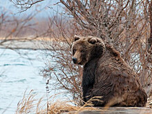 Медведь задрал женщину на Сахалине