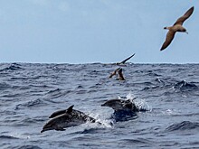 Ученый раскрыл тайну массовой гибели краснокнижных дельфинов