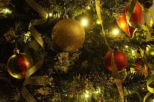 В Краснодар из Коломны привезли главную городскую новогоднюю елку