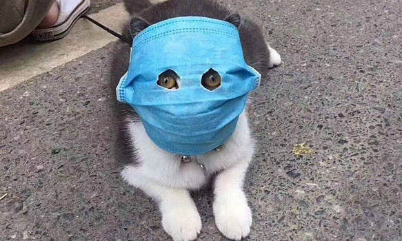 "Коронавирусный" кот в медицинской маске стал интернет-мемом