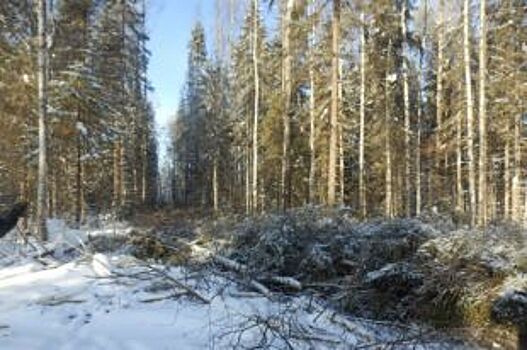 В Костромской области мужчина вырубил деревьев на 730 тысяч рублей