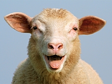 Новости без вируса: лающая овечка, спасение леопарда и свидания на карантине