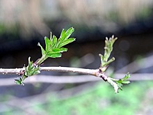 Глава управы района Лианозово 6 апреля проверит лесопарк