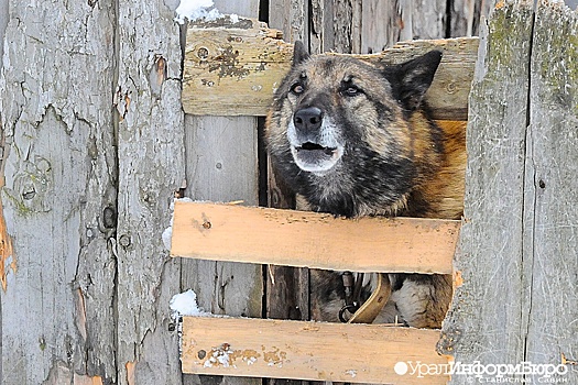 Челябинцы остались без вакцины от бешенства