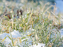 В Башкирии введут в 31 муниципалитете региона режим ЧС из-за гибели посевов от заморозков