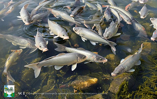 Российские чиновники отчитались о работе красочной фотографией: одна деталь вывела их на чистую воду