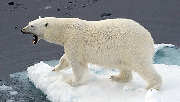 Генпрокуратура назвала охрану арктической зоны одним своих из приоритетов