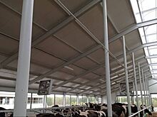 Технологический подход к выращиванию молочных коров черно-пестрой породы применяют челябинские животноводы