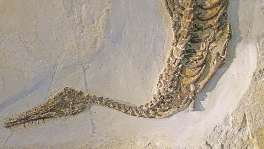 Крошечное млекопитающее из эпохи динозавров нашли в пустыне Гоби