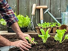 Сезон огородных работ: внимание, травмы!