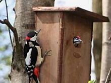 В Ростове для борьбы с ясеневой златкой предложили использовать дятлов