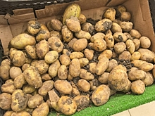 Подорожает ли «второй хлеб» к Новому году: ответ Картофельного союза