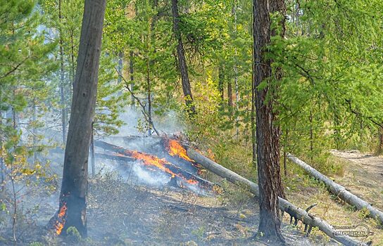 В Тюменской области за сутки возникло 4 лесных пожара