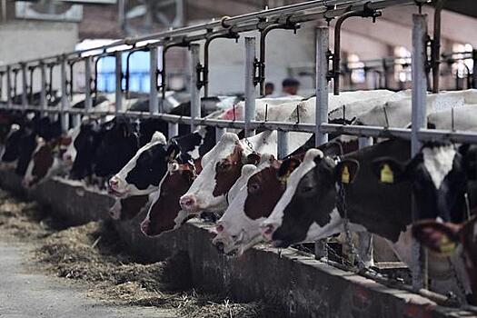 Кубань берет курс на развитие экономики за счет собственных производств