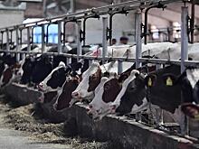 Кубань берет курс на развитие экономики за счет собственных производств