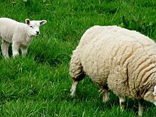 Муж Ксении Бородиной поговорил с бараном в Тайланде