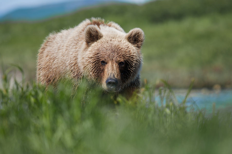 Инсбрук, Австрия, Европа, Зоопарк Alpenzoo