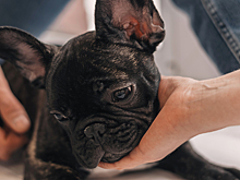 Кто решает, с кем останутся питомцы после развода