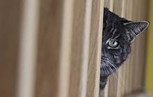 В Польше заявили, что коты - источник коронавируса