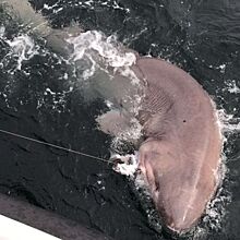 Рыбаки выловили крупнейшую в Европе акулу