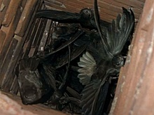 Нижегородцам рассказали, как спасти птиц от гибели в дымоходах