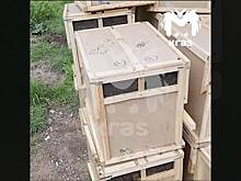 Россияне нашли возле многоэтажки коробки с тысячами насекомых и сняли на видео
