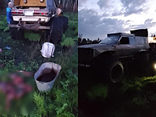 Трое жителей Мазановского района с тушами косуль пытались сбежать от охотоведов