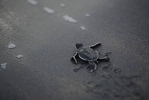 Популярная пляжная страна захотела расширить авиасообщение с Россией