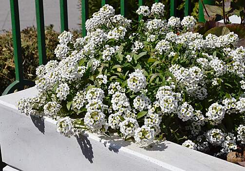 Занятие о цветах и растениях смогут посетить юные жители Марушкинского
