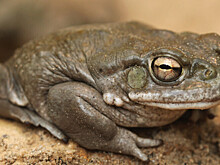 Служба национальных парков США попросила посетителей перестать лизать жаб