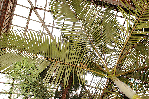 В России может появиться первый патриотический ботсад