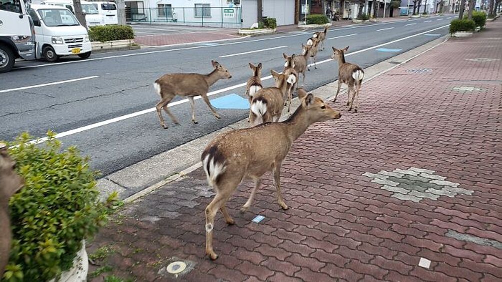 В Наре, Япония, олени бродят по улицам.