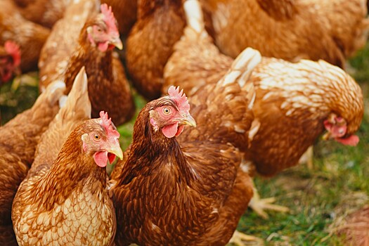 За первые три месяца 2022 года себестоимость птицеводческой продукции выросла на 16%