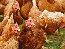 За первые три месяца 2022 года себестоимость птицеводческой продукции выросла на 16%