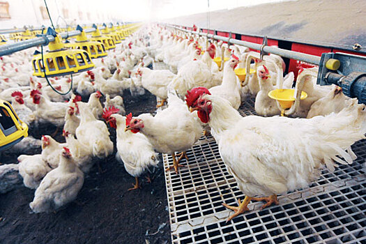 Египет впервые в истории разрешил импорт мяса птицы из России