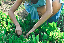 Садовод: специальные препараты помогут эффективно бороться с сорняками