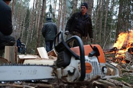 Сто кубометров древесины заготовили «черные лесорубы» в рязанском лесу