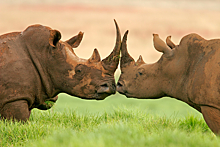 В какой стране работает политическая партия носорогов