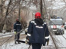 Из-за наледи в Ростове упало более 20 деревьев