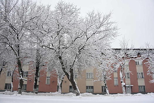 Кронирование деревьев в Якиманке завершат до конца февраля