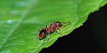«Ясли» муравьев оказались чище человеческих детских садов
