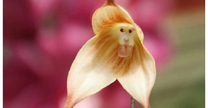 У природы тоже есть чувство юмора: забавные орхидеи, которые похожи на что угодно, только не на цветы