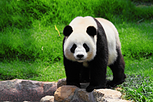 Большая панда напала на сотрудника зоопарка
