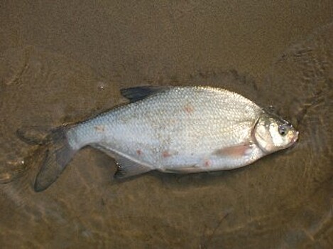 Мертвая рыба в реке пугает жителей Пильнинского района