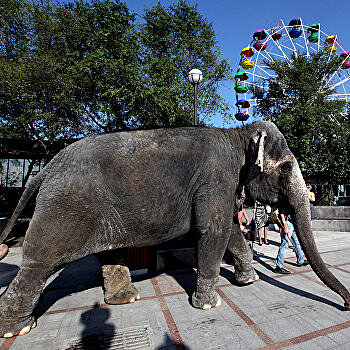 «Гастролируют по России». В Днепре готовят массовые протесты против немецких слонов