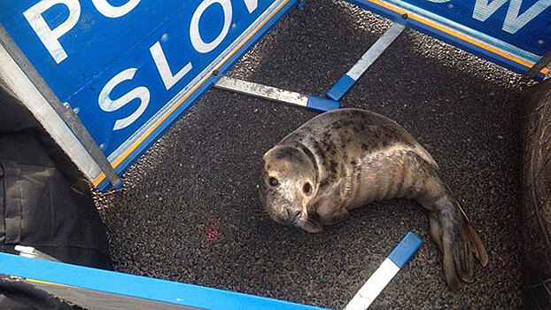 Тюлененок остановил машины в Шотландии