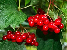Что можно приготовить из калины красной