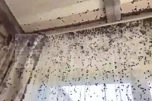 Baza: Краснодарский край атаковали мраморные клопы